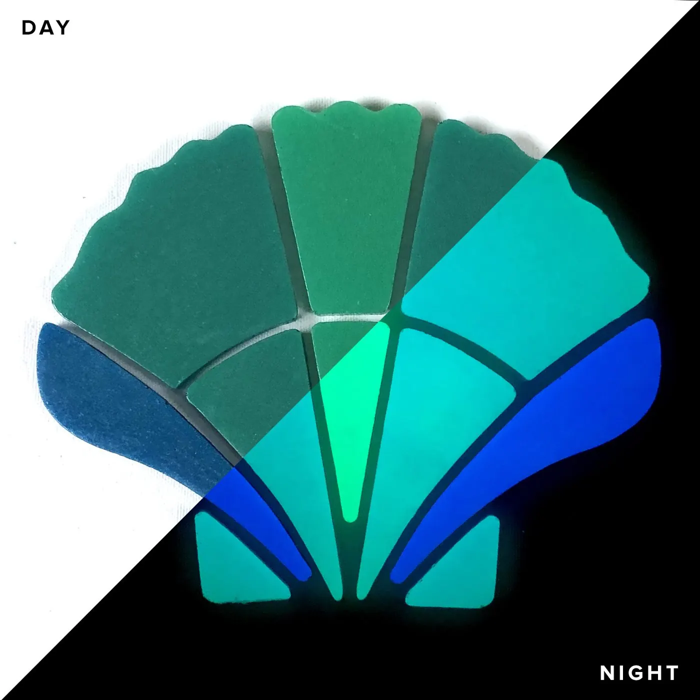Scallop Shell