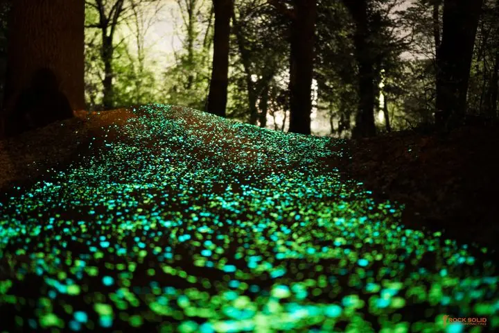 Glowing forest path
