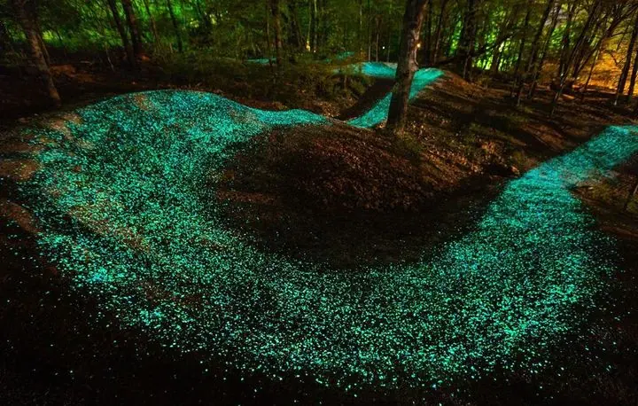 Glowing woodland trail