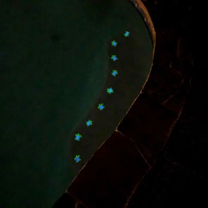 Mini turtles, swerve pattern, night